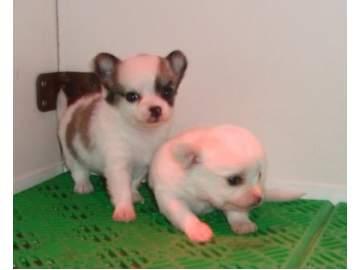 Chihuahua cachorros