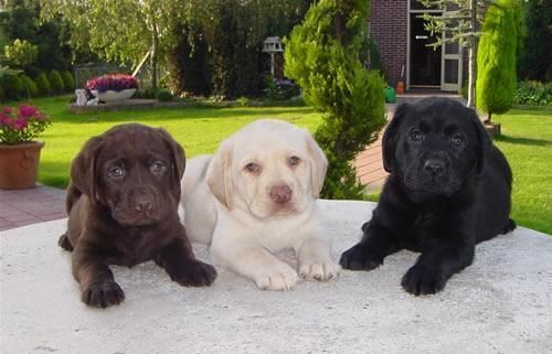 Encantadores cachorros de LABRADOR CON PEDIGREE 360