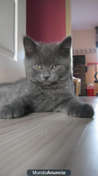 GATITOS BRITISH SHORTHAIR