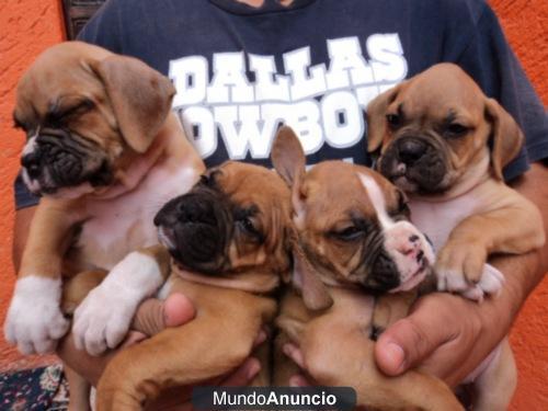 Regalo Cachorros Boxer