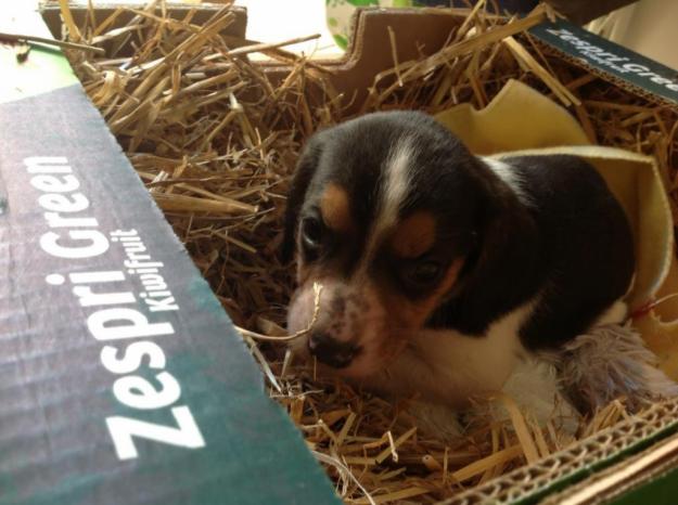 regalo perra Beagle