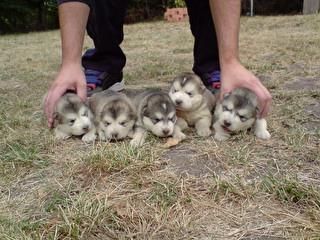 SE VENDE CAMADA DE ALASKAN MALAMUTE