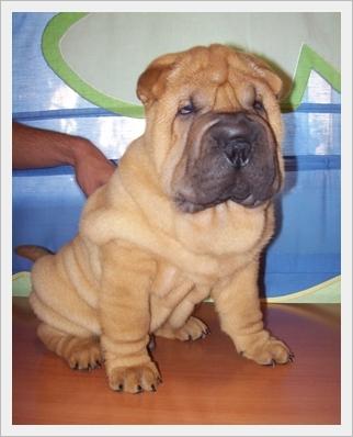 SHAR PEI :: ALTA SELECCION Y EXPOSICION