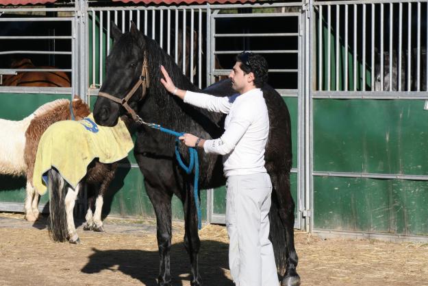 URGE Caballo de 7 años, doma básica.  opción compra o compartir x pago de 100€ pupilaje.