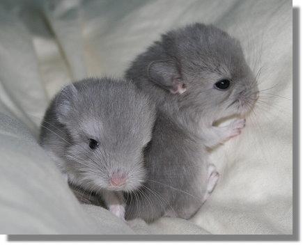 Vendo chinchillas grises y violetas preciosas!!!!