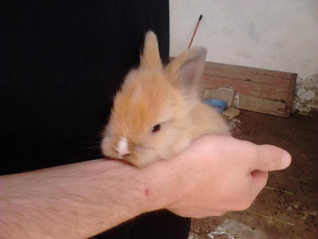 Conejitos cabeza de león enanos. muy bonitos