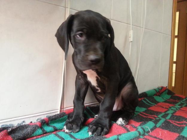 cachorros de dogo alemán