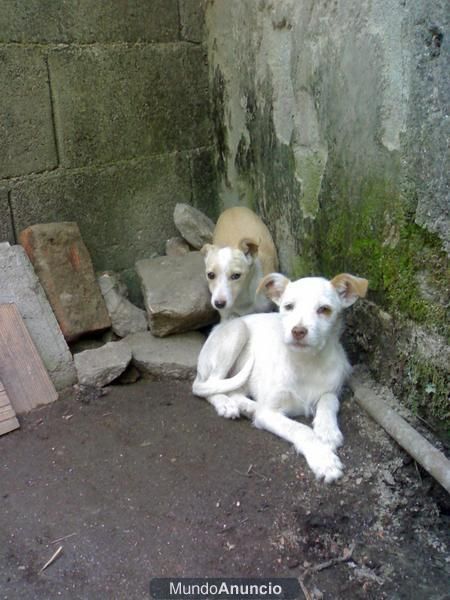 Cachorros buscan hogar