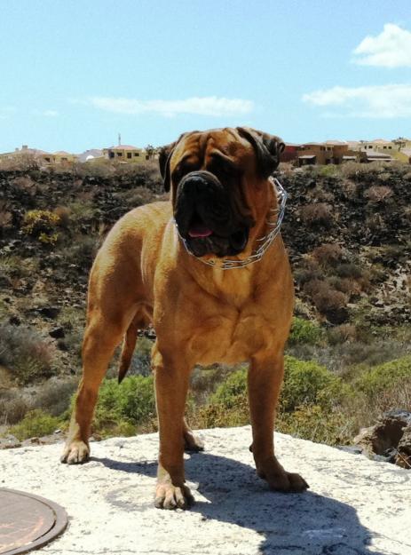 Macho bullmastiff para monta