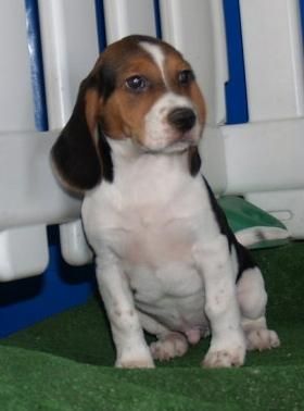 Preciosos Beagle, muy buen precio