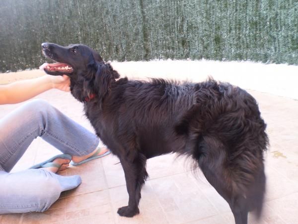 Regalo perrita mestiza de Cocker de color negra de 1 año