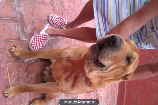 Se regala shar pei de 2 añitos!!!