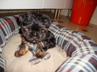 Se vende camada yorkshire terrier con pedigree - mejor precio | unprecio.es