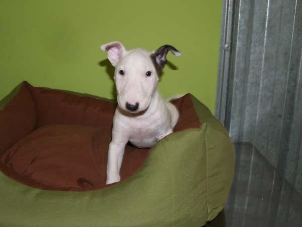 Sensacional camada de Bullterrier