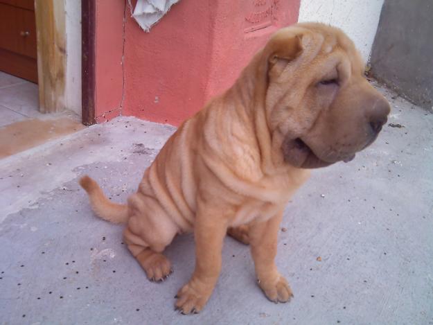 SHAR-PEI   AMERICANO CAMADA ESPECTACULAR