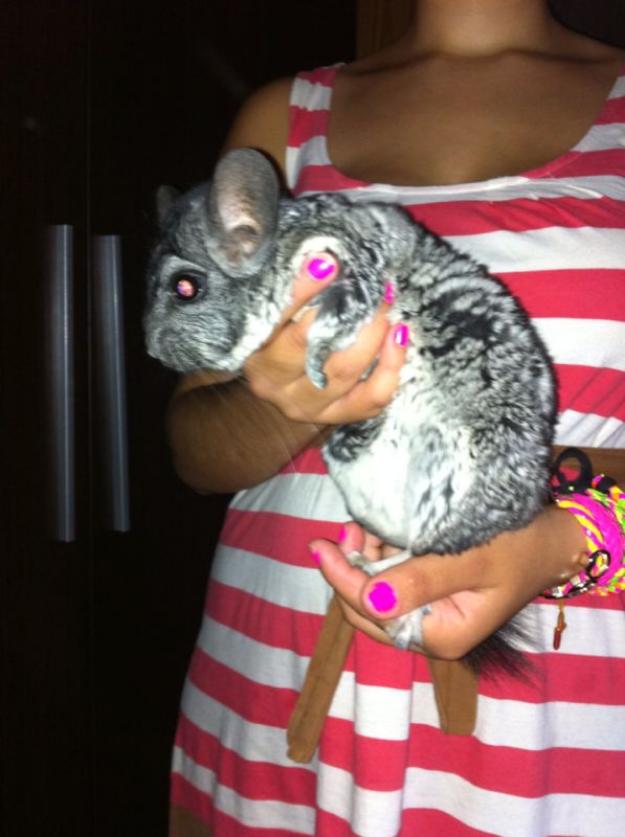 vendo chinchilla+jaula+transportin