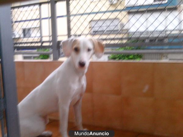 ENCONTRADA PERRITA EN BºSANTA AURELIA SEVILLA