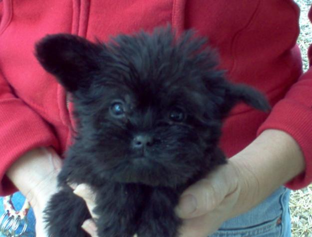 Affenpinscher