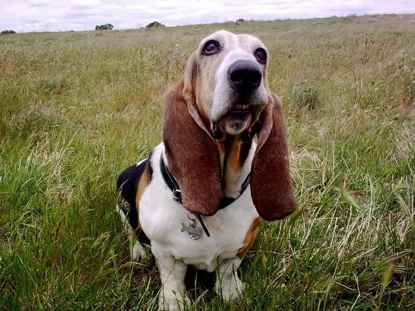 basset cruzar españa