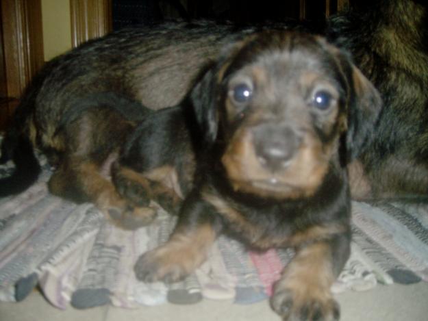 Cachorros de teckel