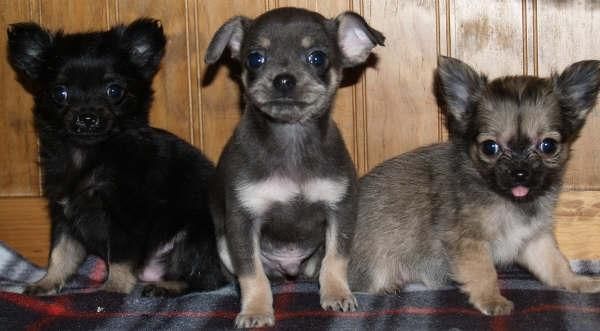 Chihuahua, cachorros encantadores