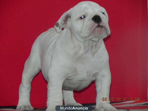 Criadero Adaja,cria y seleccion de Bulldog Ingles entra en nuestra web.