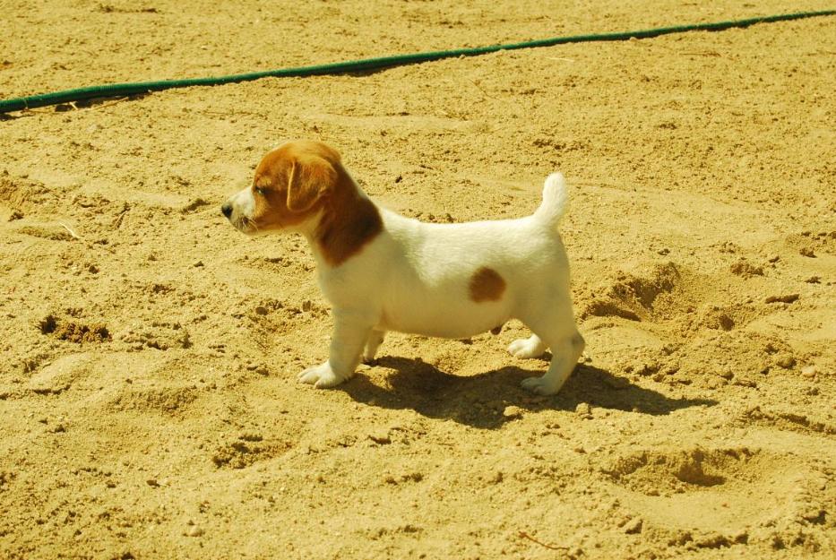 exclusivos jack russell de pata corta nacionales, pelo liso