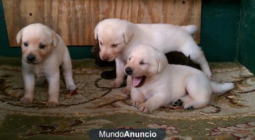 regalo Negro labrador cachorros la adopcion