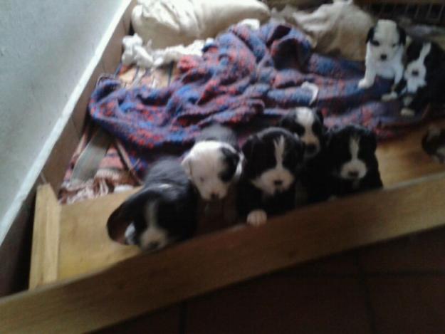 Se regalan cachorros