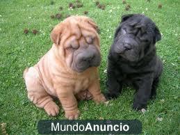 serpeis cachorros