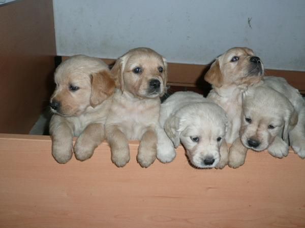 ULTIMOS CACHORROS GOLDEN RETRIEVER PEDIGREE GARANTIAS 450 EUROS ENTREGA YA