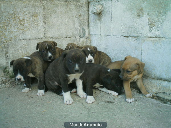 Cachorros American Stanford