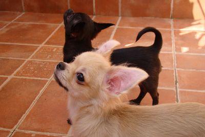 Cachorros de chihuahua