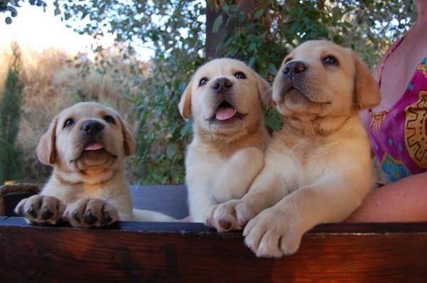 Cachorros de Labrador máximas garantías