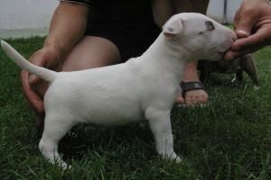 CACHORROS DE NAVIDAD AQUI! Este crías es un hombre blanco sólido.