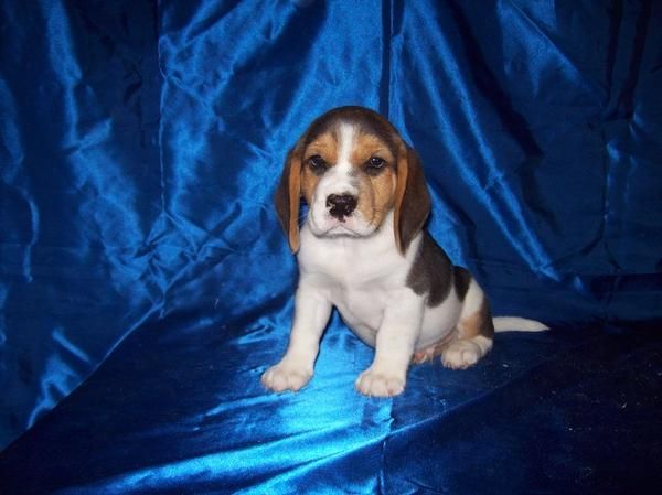 Camada de BEAGLES - PRECIOSOS con PEDIGREE - 450