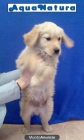 Golden retriever, cachorros –GARANTIA AQUANATURA- perros en venta - mejor precio | unprecio.es