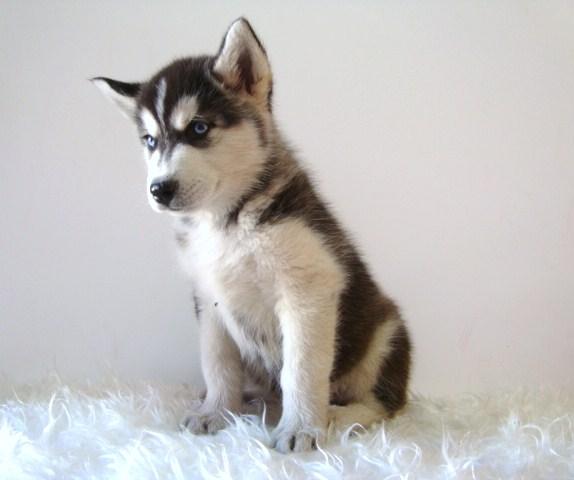 HUSKY SIBERIANO EXCELENTES CACHORROS