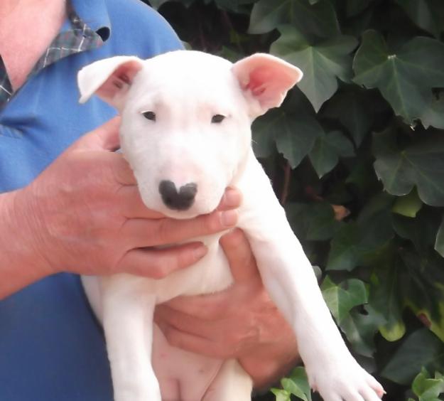 A la venta cachorros de bull terrier