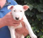 A la venta cachorros de bull terrier - mejor precio | unprecio.es