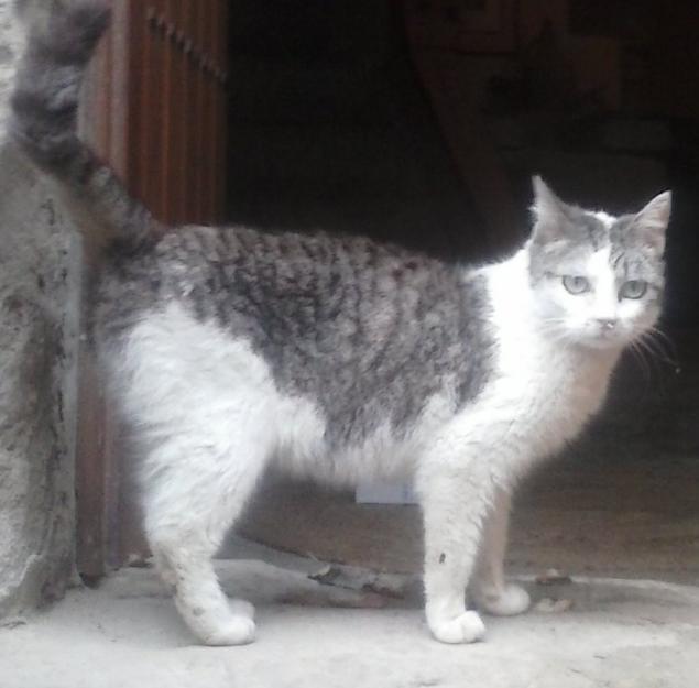 Anastasia, una gata buena y hermosa en la calle, no es su lugar