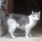 Anastasia, una gata buena y hermosa en la calle, no es su lugar - mejor precio | unprecio.es