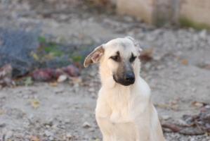 Atina, cachorra cruce mediano de pastor alemán, busca un hogar