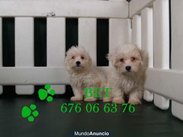 Camada de Bichon maltes cachorros espectaculares