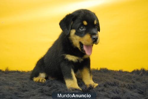 Camada de Rottweiler, excelentes y de calidad