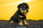 Camada de Rottweiler, excelentes y de calidad - mejor precio | unprecio.es