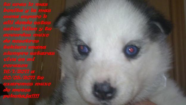 compro cachorra husky