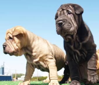 Shar-pei, excelentes cachorros ¡ garantia de cinco años !