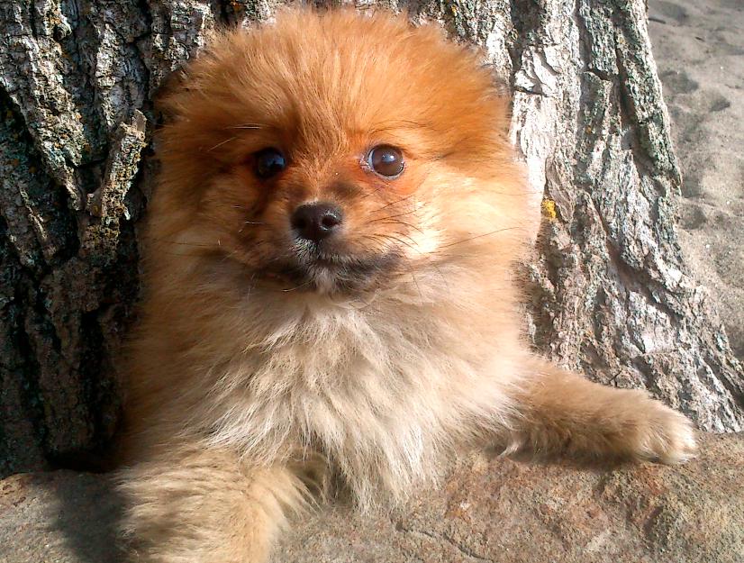 Somos criadores de pomerania spitz enano