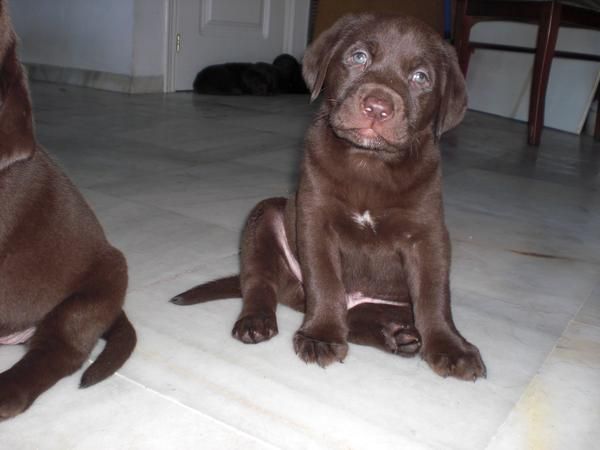 ULTIMOS DOS CACHORROS LABRADOR CHOCOLATE con pedigrí